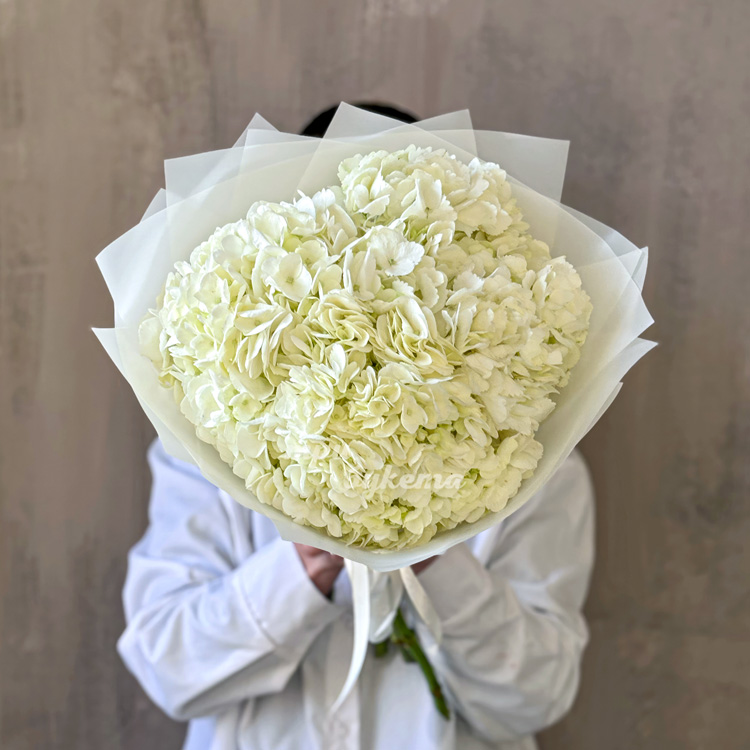Букет из 3 белых гортензий (в руках флориста)